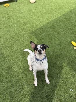 Cattle Dog Dogs Available for Adoption - Toby | PetCurious