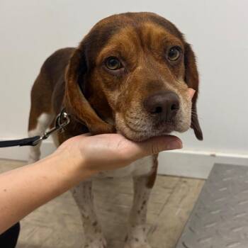 Russel -  Mixed Breed Dog for Adoption in Mentor, Ohio - Russel | PetCurious