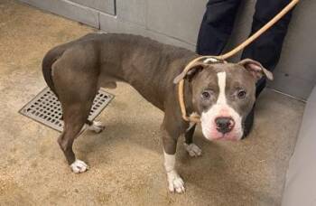 Pit Bull Terrier Dogs Available for Adoption in Cleveland, Ohio - Brewer | PetCurious