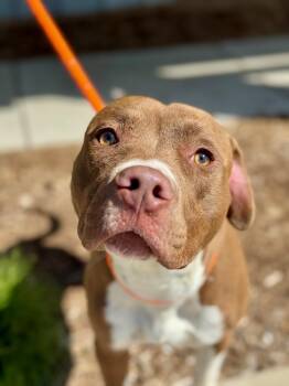 Pit Bull Terrier and Mixed Breed Dogs Available for Adoption in Benton Harbor, Michigan - Trace | PetCurious