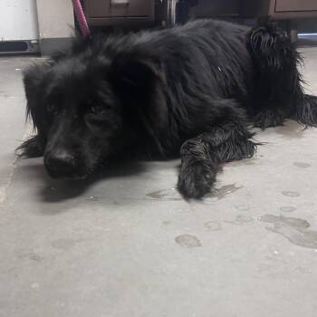 rocksteady -  Collie Dog for Adoption in Yuma, Arizona - Rocksteady | PetCurious