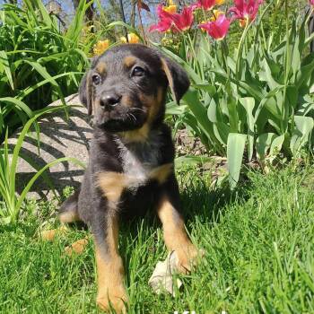 Rottweiler and Terrier Dogs Available for Adoption in Holiday Hills, Illinois - Kindra | PetCurious