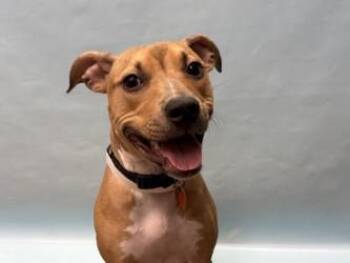 Wynnie -  Pit Bull Terrier and Mixed Breed Dog for Adoption in Golden Valley, Minnesota - Wynnie | PetCurious