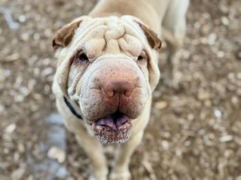Rescue Shar Pei Dogs for Adoption in Kirkland, Washington - Pebbles | PetCurious