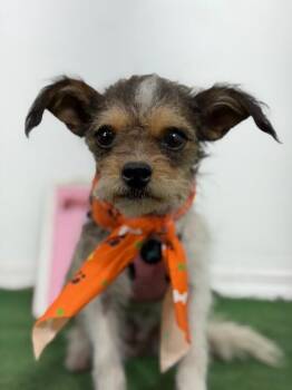 Gorgeous-One of our Amazing Rescue Dogs -  Schnauzer and Yorkshire Terrier Dog for Adoption in Carlsbad, California - Gorgeous-One Of Our Amazing Rescue Dogs | PetCurious