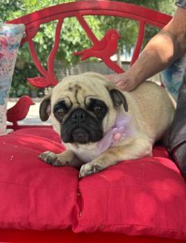 Pug Dogs Available for Adoption in Temecula, California - Precious | PetCurious