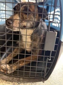 Lyla -  Chihuahua and Terrier Dog for Adoption in Auburn, Indiana - Lyla | PetCurious