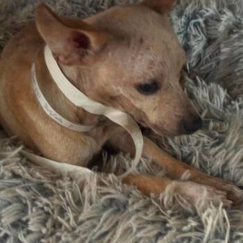 Cassie -  Chihuahua Dog for Adoption in Park Row, Texas - Cassie | PetCurious