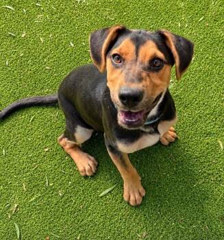 Cornice -  Dachshund and Labrador Retriever Dog for Adoption in Ramona, California - Cornice | PetCurious