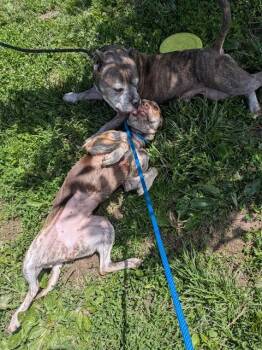 Pit Bull Terrier Dogs Available for Adoption in St. Peters, Missouri - GALLIGAR | PetCurious