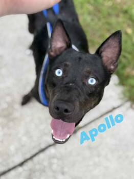 Rescue Australian Kelpie Dogs for Adoption in Melbourne, Florida - Apollo | PetCurious
