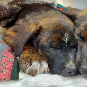 Christopher Moltisanti -  Shepherd and Mixed Breed Dog for Adoption in Woodinville, Washington - Christopher Moltisanti | PetCurious