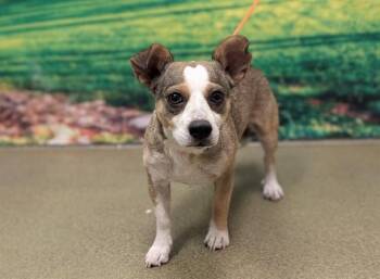 A553397 -  Chihuahua and Mixed Breed Dog for Adoption in Moreno Valley, California - A553397 | PetCurious