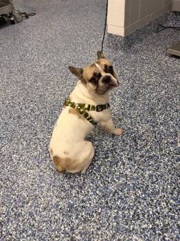 A1931045 -  French Bulldog Dog for Adoption in Thousand Palms, California - A1931045 | PetCurious