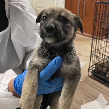 Shepherd Dogs Available for Adoption in Edinburg, Texas - Twig | PetCurious