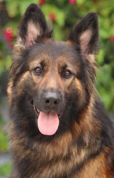 Jenna von Kandern -  German Shepherd Dog Dog for Adoption in Los Angeles, California - Jenna Von Kandern | PetCurious