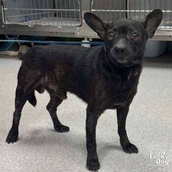 Sauce -  Chihuahua Dog for Adoption in Washington, District Of Columbia - Sauce | PetCurious