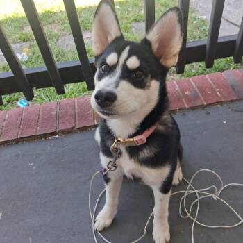 Alaska -  Husky Dog for Adoption in Greensboro, North Carolina - Alaska | PetCurious