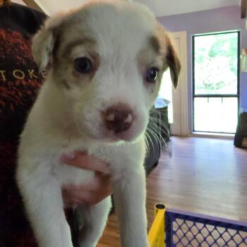 Jitterbug -  Australian Shepherd and Mixed Breed Dog for Adoption in Conway, Arkansas - Jitterbug | PetCurious