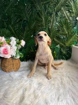 Nate -  Mixed Breed Dog for Adoption in Richmond, Virginia - Nate | PetCurious