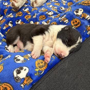 Baby boy 1 -  Border Collie and Mixed Breed Dog for Adoption in San Diego, California - Baby Boy 1 | PetCurious