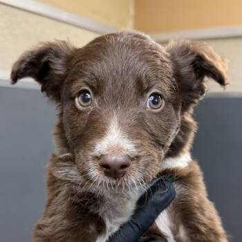 Shepherd Dogs Available for Adoption in Palm Springs, California - Mousse | PetCurious