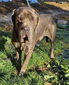 Rescue Mastiff Dogs for Adoption in Severance, Colorado - Bruno | PetCurious