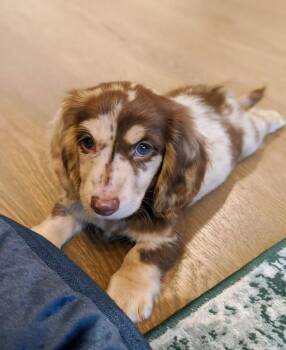 Hershey -  Dachshund Dog for Adoption in Woodsfield, Ohio - Hershey | PetCurious