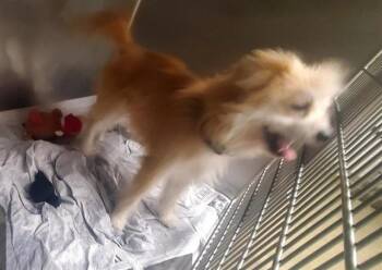 KENNY -  Cairn Terrier and Pomeranian Dog for Adoption in St. Louis, Missouri - KENNY | PetCurious