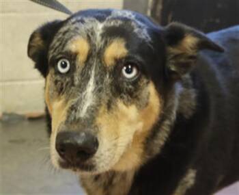MARLEY -  Mixed Breed Dog for Adoption in Columbia, South Carolina - MARLEY | PetCurious