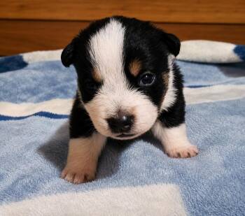 Banjo Yoyo -  Australian Shepherd Dog for Adoption in Andover, Massachusetts - Banjo Yoyo | PetCurious