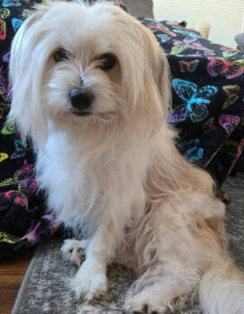 Rescue Havanese Dogs for Adoption in Eugene, Oregon - Baby | PetCurious