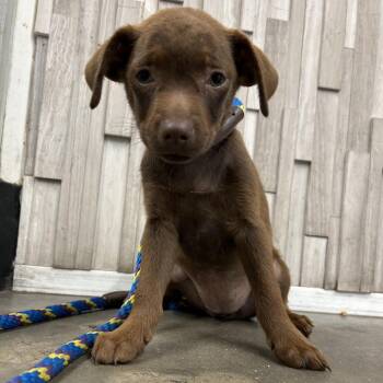 Terrier and Mixed Breed Dogs Available for Adoption in Tampa, Florida - Uma | PetCurious