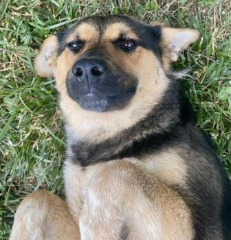 Nappa -  German Shepherd Dog Dog Available for Adoption in Glasgow, Kentucky - Nappa | PetCurious