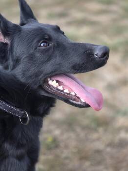 Rescue Belgian Shepherd Malinois and Dutch Shepherd Dogs for Adoption in Port Angeles, Washington - Ursula (In Foster) | PetCurious