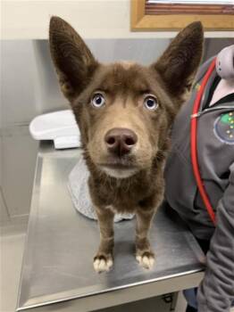 Husky and Labrador Retriever Dogs Available for Adoption in Fairbanks, Alaska - ATHENA | PetCurious