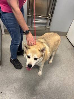 Rebel -  Pomeranian and Husky Dog for Adoption in Bloomington, Indiana - Rebel | PetCurious