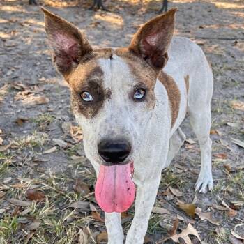 Rescue Cattle Dog and Jack Russell Terrier Dogs for Adoption in Hattiesburg, Mississippi - Thackery | PetCurious