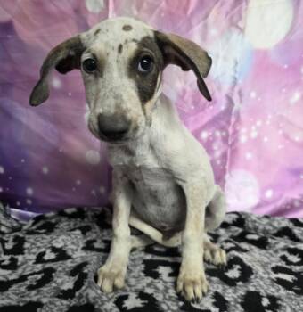 Drift -  Pointer and Doberman Pinscher Dog for Adoption in Sedalia, Colorado - Drift | PetCurious