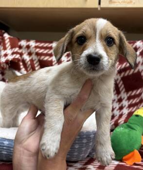 Nick -  Miniature Poodle and Dachshund Dog for Adoption in Kerrville, Texas - Nick | PetCurious