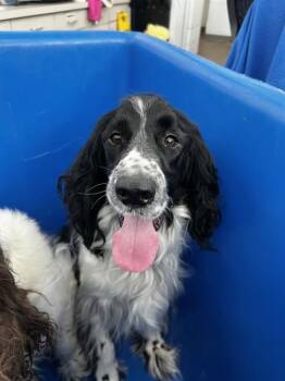 Mixed Breed Dogs Available for Adoption in Dallas, Texas - TOFFEE | PetCurious