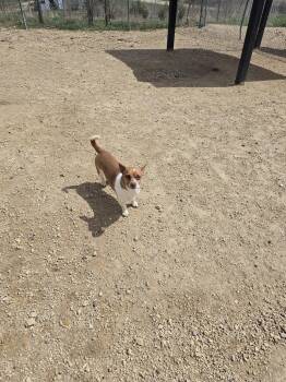 Terrier Dogs Available for Adoption in Maquoketa, Iowa - Chip | PetCurious