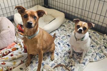 Sadie & Hazel -  Manchester Terrier Dog for Adoption in Salem, New Hampshire - Sadie & Hazel | PetCurious