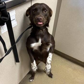 Sundae -  Retriever and Mixed Breed Dog for Adoption in San Antonio, Texas - Sundae | PetCurious