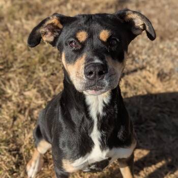 Rescue Mixed Breed Dogs for Adoption in Benton Harbor, Michigan - Athena | PetCurious