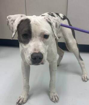 Whisper -  Mixed Breed Dog for Adoption in Savannah, Georgia - Whisper | PetCurious