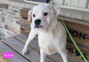 Beagle and Bulldog Dogs Available for Adoption in Saint Clairsville, Ohio - Ruthie | PetCurious