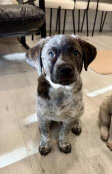 Border Collie and Retriever Dogs Available for Adoption - Brady | PetCurious