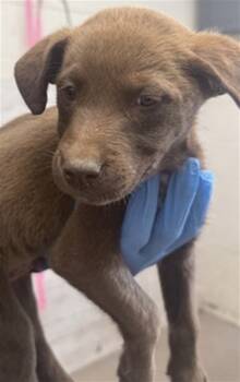 Rescue Labrador Retriever and Mixed Breed Dogs for Adoption in San Bernardino, California - MUDPIE | PetCurious