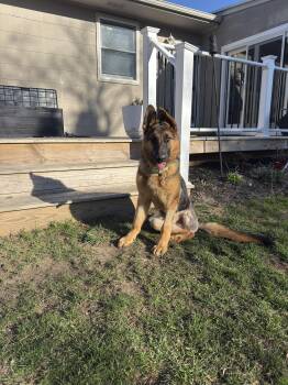 German Shepherd Dog Dogs Available for Adoption in Holbrook, New York - DRAKE | PetCurious